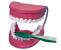 Mulaj Igiena dentara (dantura uriasa si perie) - scara 5:1